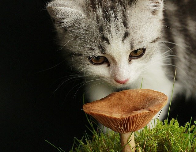 Schnuppern